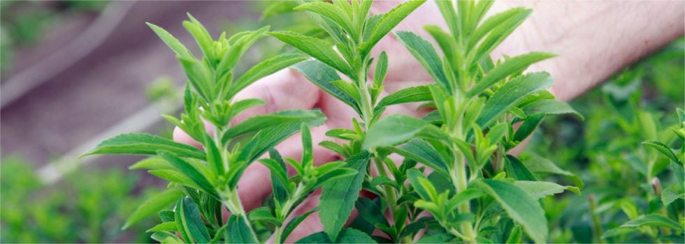 Biomanufacturing-for-best-tasting-commercial-natural-sweeteners-next-gen-Stevia-and-Allulose-for-on-trend-F-B-product-development.jpg