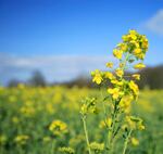 rapeseed-istock-Deborah-Benbrook.jpg
