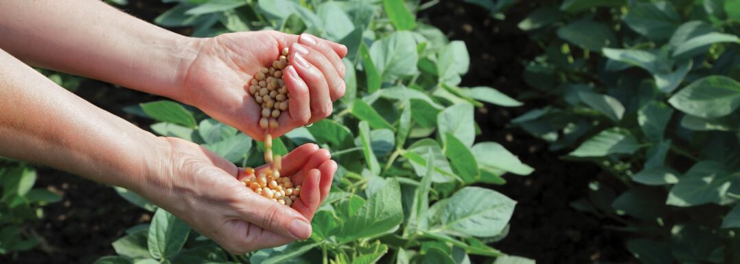US-Soy-soybean-oil-and-soy-protein-for-nutrition-and-sustainable-food-processing.jpg