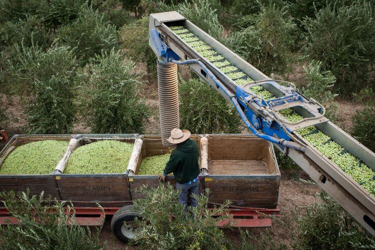 enzo-farms.jpg