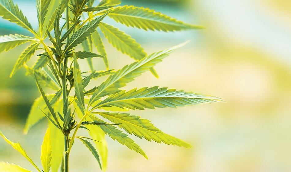 Presence Marketing talks CBD and hemp: 'We need a few things to happen before CBD can realize its destiny'