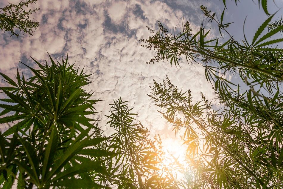 Socati acquires Blue Marble Biomaterials leading to mass scale production and quality control of broad spectrum hemp extract