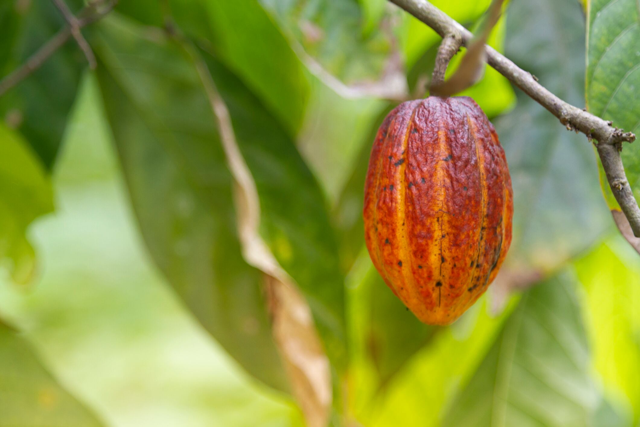 What does regenerative cocoa really mean? Cacao Cocoa Trip Experience: Multiple pods on cacao tree in a cacao plantation in Latin America.