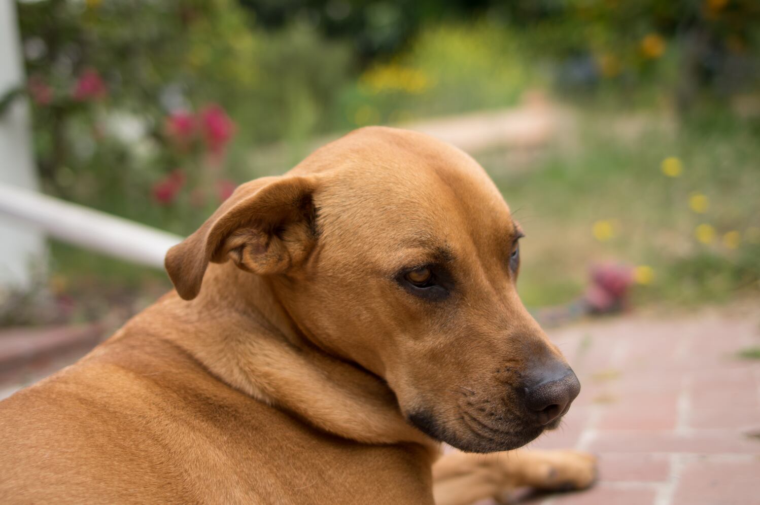 Pet food start-up pioneers novel approach to meat protein production via acellular agriculture 