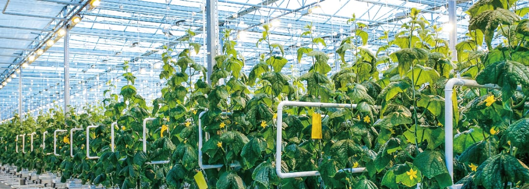 GMO-free-biostimulants-for-sustainable-bio-agriculture-by-Angel-Yeast.jpg