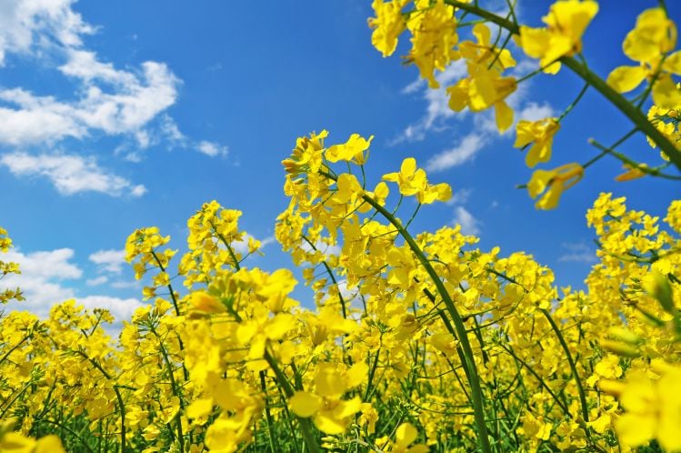 DSM gears up for 2022 launch of canola protein isolate