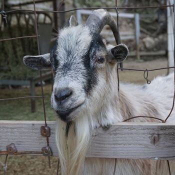 Goat-istockphoto-MartinaPal.jpg
