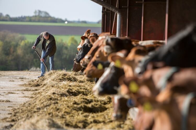 Arla Foods and DSM start large-scale on-farm pilot to reduce greenhouse gas emissions