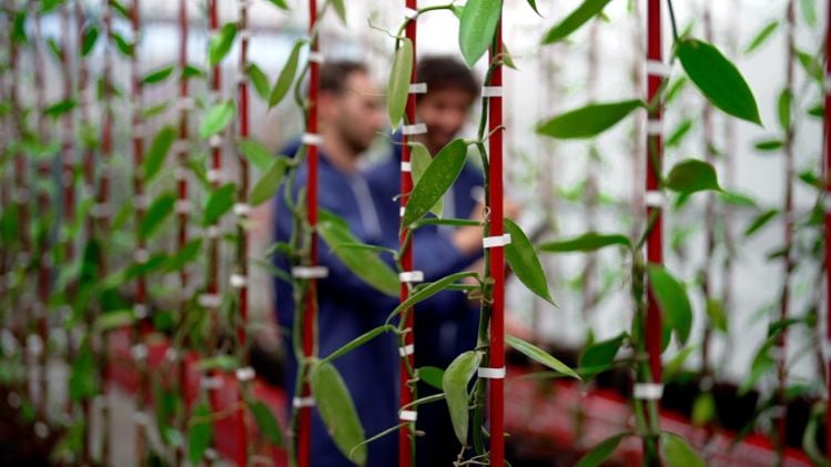 Vanilla-Vida-scouts-US-locations-as-it-expands-high-tech-vanilla-cultivation-operation.jpg