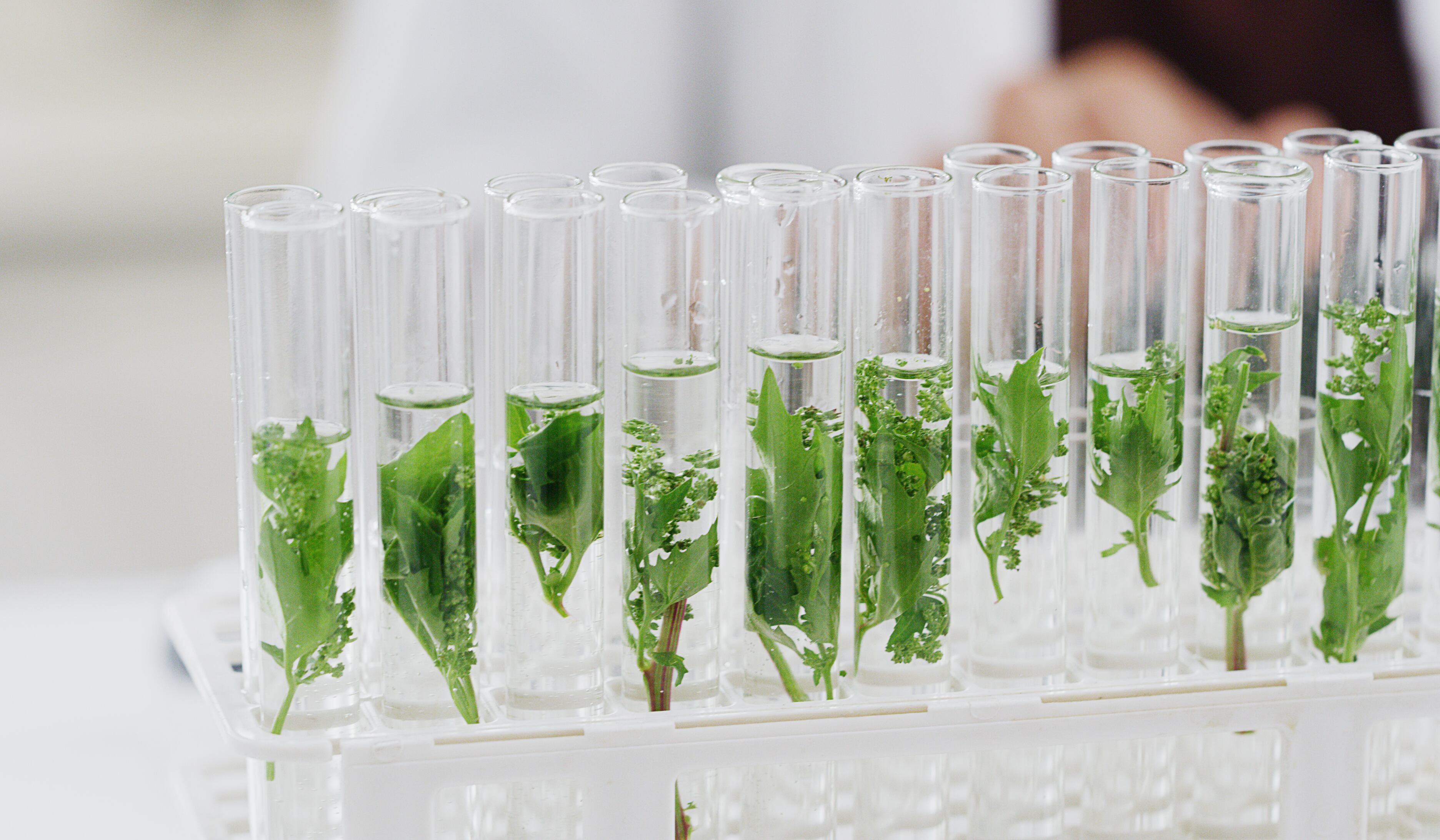 Do bioactives hold the key to improving nutrient density in food? 