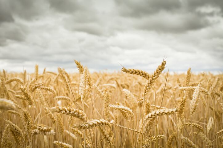 Dovetailing Russian invasion & US drought could threaten wheat supplies, raise prices