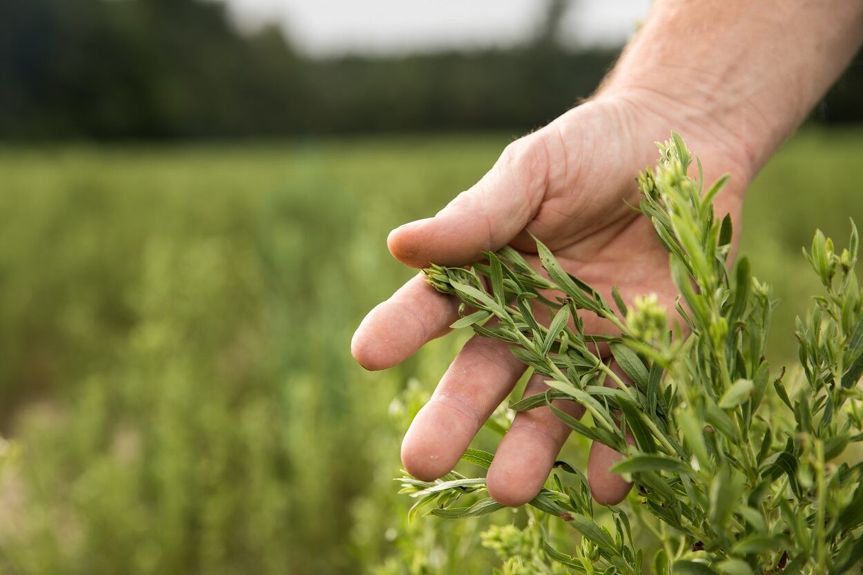 PureCircle to increase Starleaf stevia acreage following first commercial-scale harvest in US