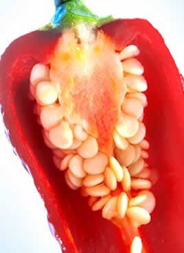 Flavors-peppers-Kalsec.jpg
