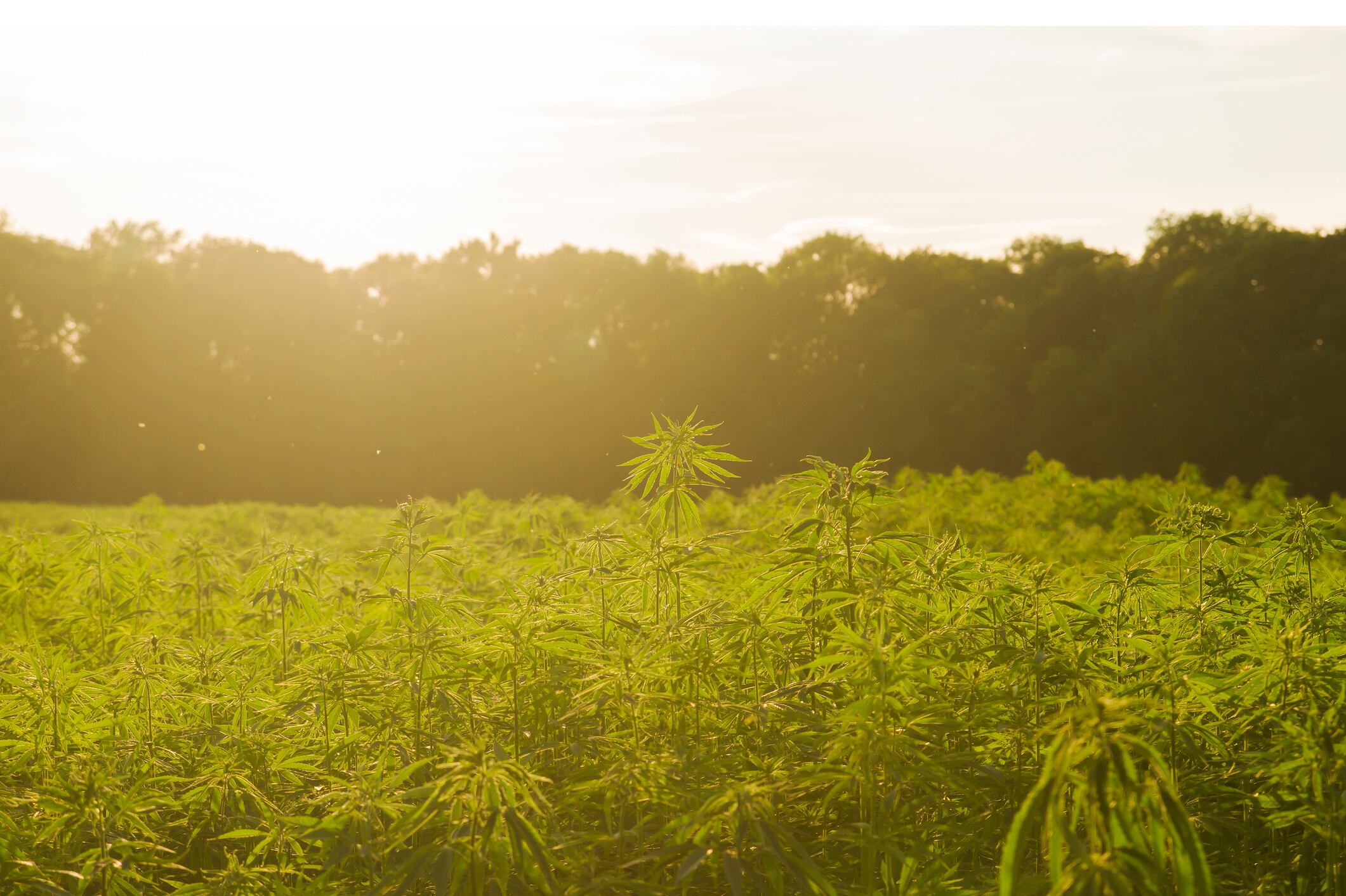 Attorney: ‘I see all these emails saying once the Farm Bill passes, CBD is legal in all 50 states; that’s just not true’