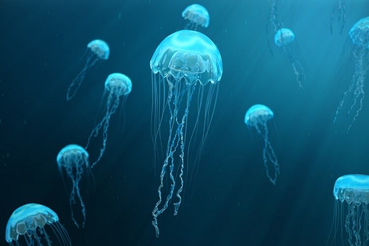 Jellyfish: A new sustainable, nutritious, and ‘oyster-like’ food for the Western world?