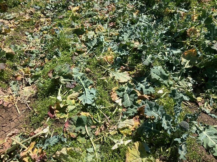 Broccoli-Field-Post-Harvest.jpg
