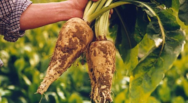 chicory-root-beneo.jpg