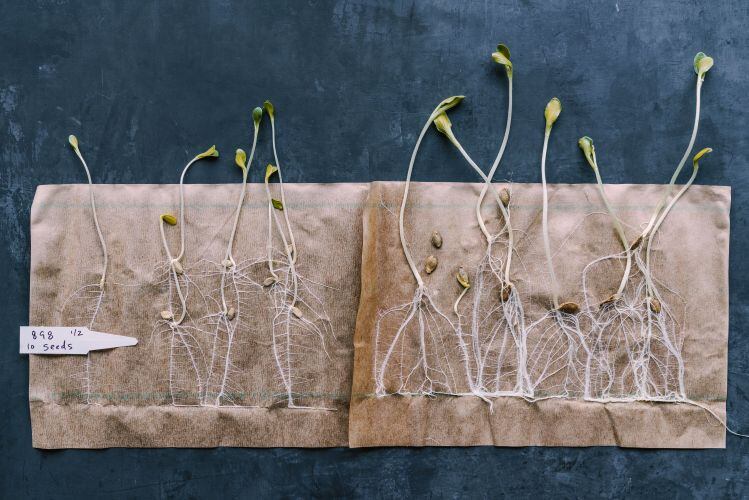 Row7_898squashsprouts.jpg