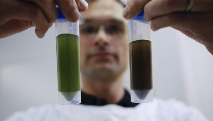 Provectus-Algae-landscape.jpg