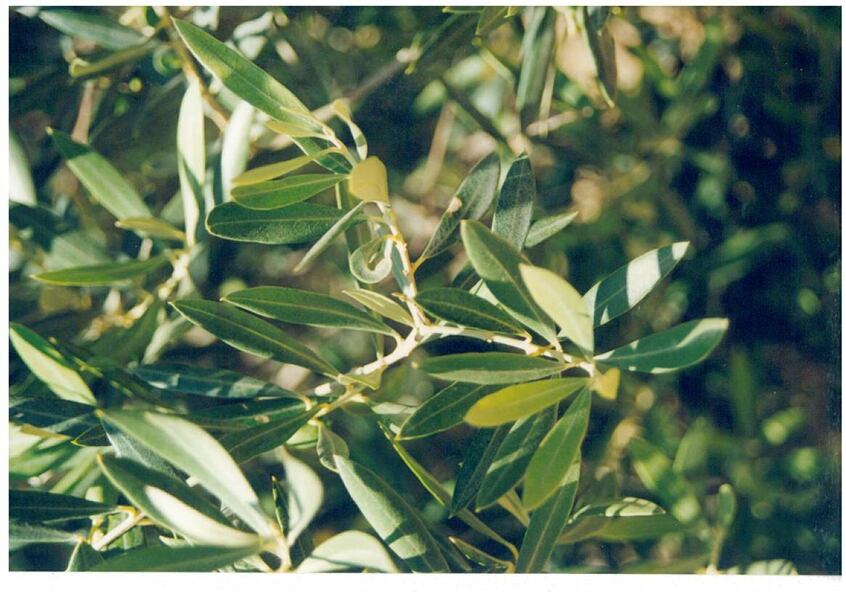 Olive-leaf-FRUTAROM-ONLY.jpg