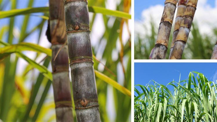 60-second interview: Blocking bitterness, increasing sweet taste perception... sugar cane and cane molasses distillates in focus