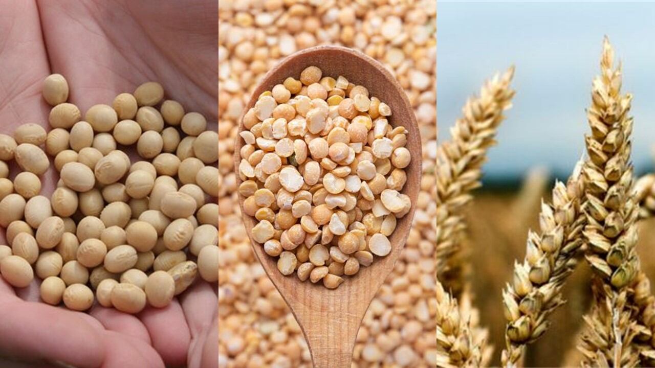 soy-pea-wheat.jpg