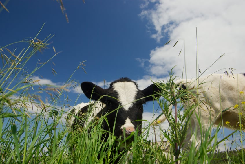 Flexitarianism is no fad, meat and dairy sector warned