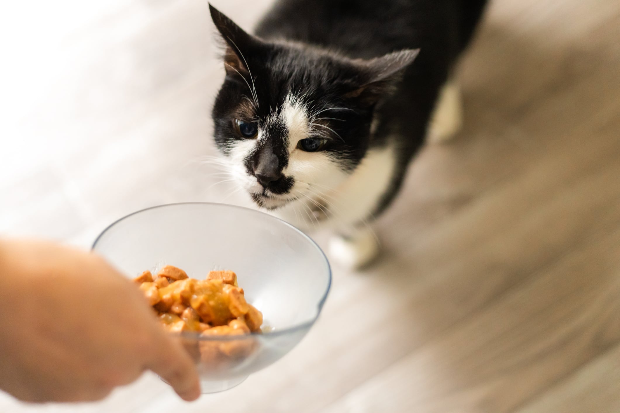 Pet food in 2026: Premiumisation and ‘humanisation’ drives growth