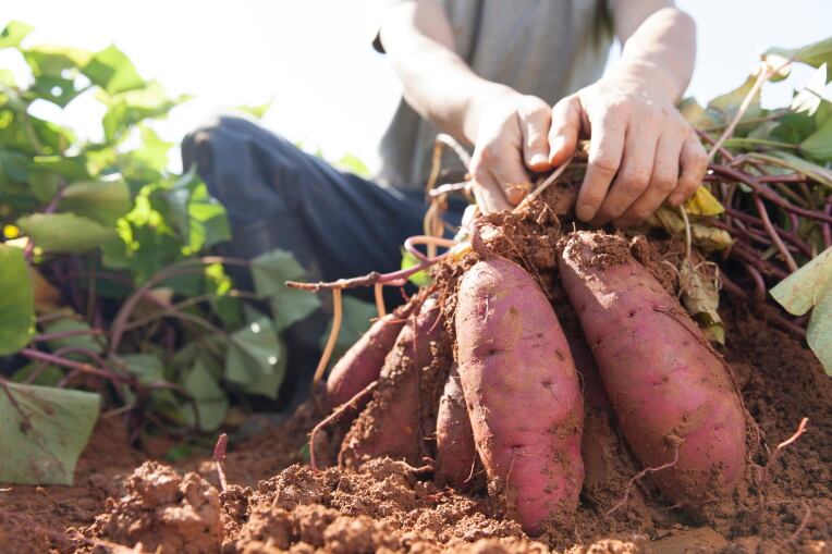 GettyImages-okugawa-potatos-farm-farmer.jpg