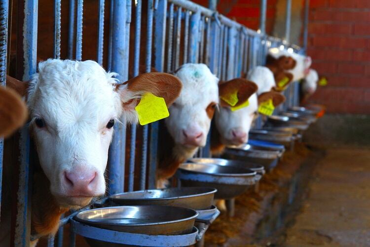 GettyImages-erosera-cows-feeding.jpg