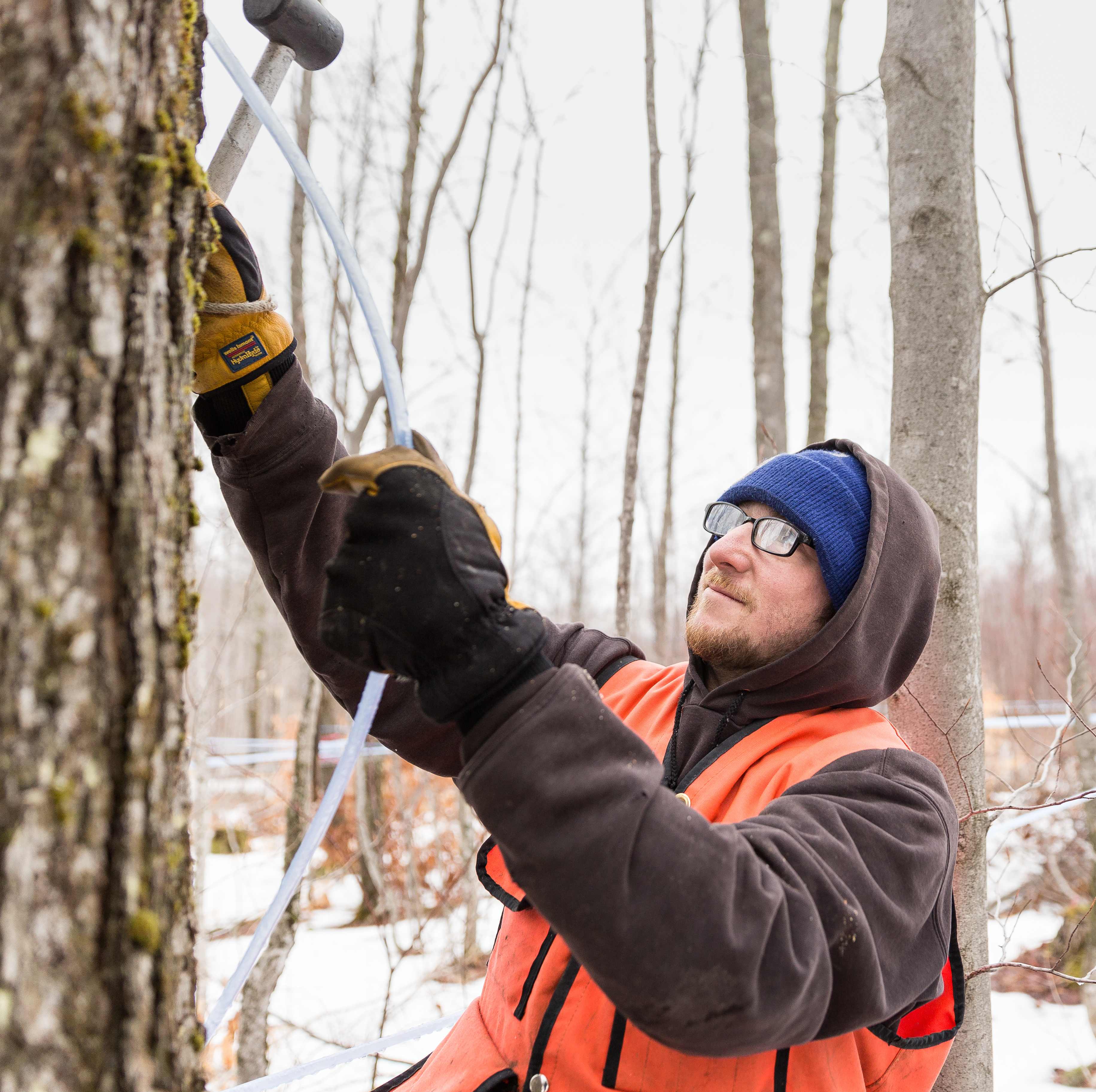 tree-tapping.jpg
