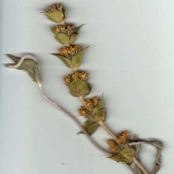 Sideritis.jpg
