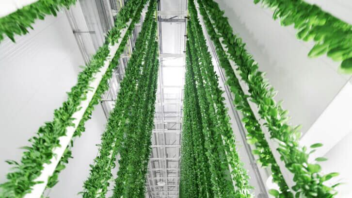 [Video] Strawberry (vertical) fields forever: Plenty expands from leafy greens with Driscoll’s partnership
