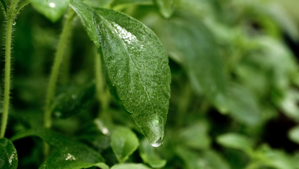 Cargill close up stevia leaf