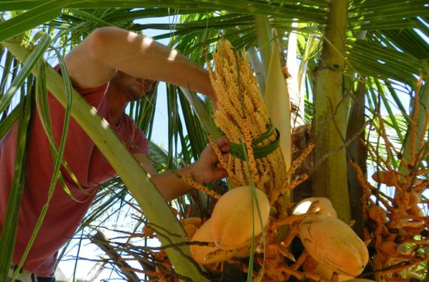 coconut blossom nectar Big Tree Farms
