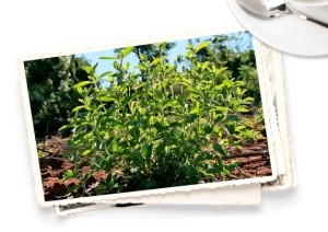 Pure Via stevia plants