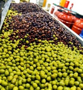 Gaea olives square