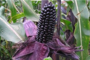 Purple-corn-Suntava-husk