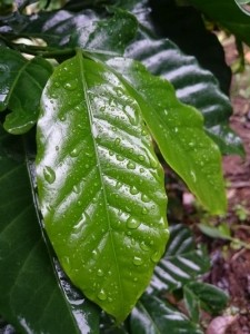 coffee leaf