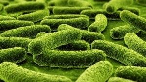 Gut-bacteria