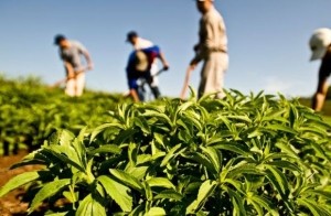 Stevia-crops-Cargill