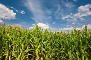Corn-field-istock-JLGutierrez
