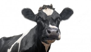 Dairy-cow-GettyImages-stef-bennett