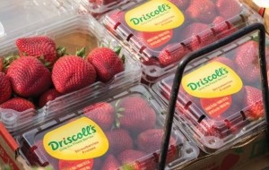 driscoll's strawberries