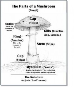 mushroom diagram-Shane Mulholland-forestorganics68