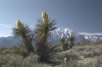Yucca schidigera Desert King International
