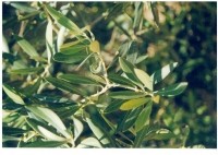Olive leaf - FRUTAROM ONLY