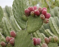 300px-Prickly_pears_2