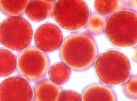 Red Astaxanthin-cells-algatech