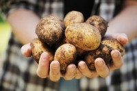 Potato_farmer_iStock